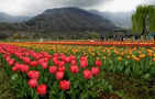 Asia's largest Tulip garden to open for visitors on March 23 in Jammu & Kashmir