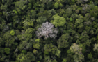 Brazil hopes COP30 climate summit boosts ecotourism