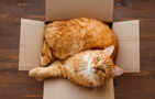 Why is it always the 'Orange Cat'? Scientists uncover the genetic secret that could prove they are freaks of nature