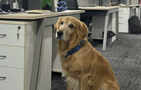 Tech startup brings in golden retriever as chief happiness officer, and the internet melts: 'He’s got the best perks in the company'