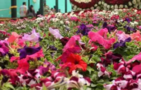 Delhi’s own bloom fest to be held over the weekend