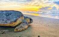 Dismissing hotel owner’s plea NGT asks turtle nesting sites in Goa to be fenced between Nov & Apr