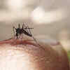 Ahead of dengue vaccine rollout, all 4 strains found in circulation