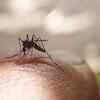 TN conducting India's first dengue vaccine pilot study, says Minister Arunraj