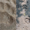 Pugmarks of tigress with two cubs spotted in Chhattisgarh's Koriya forest