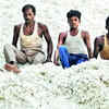 Cotton prices down 3% on import duty suspension, may slide more