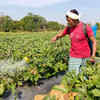 Fertiliser firms seek more green ammonia as Iran war disrupts supplies