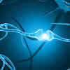 Excess iron accumulation weakens neuron defences, increase vulnerability to stressors: Study