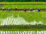 pm kisan scheme gets 5 year extension and 3 1 lakh crore