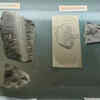 Andhra University botany museum joins national science hall of fame