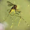 22 children dead from Chandipura virus in Gujarat this monsoon