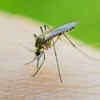 Indian scientists may have found a way to stop malaria