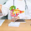 Fatty pancreas now a disease linked to diabetes and cancer