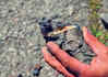 Story image