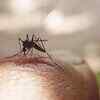 ICMR-NIV study detects insecticide resistance in dengue vector mosquitoes in parts of Pune