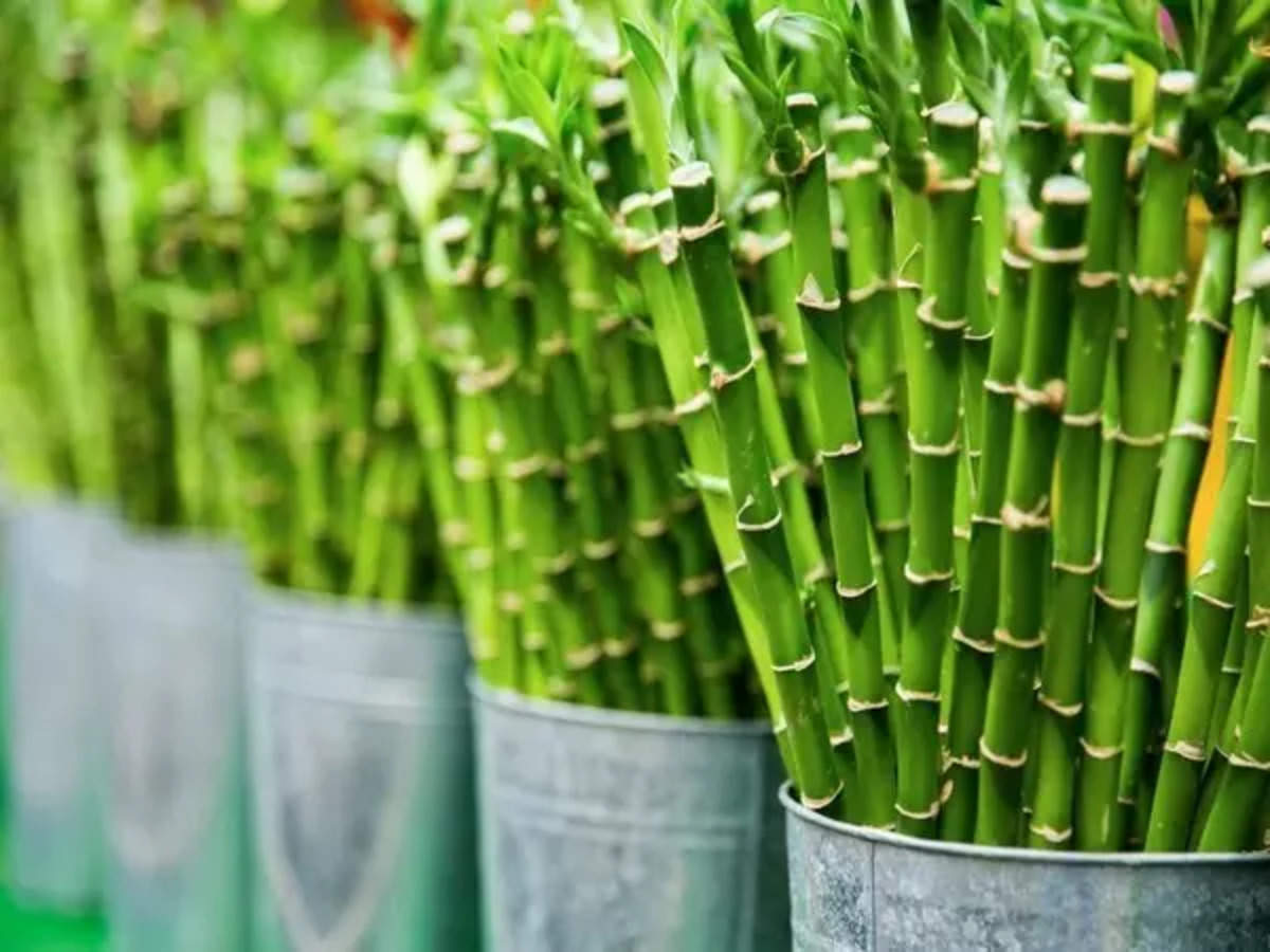 Bamboo plants shows great potential to become the next big renewable energy  source •