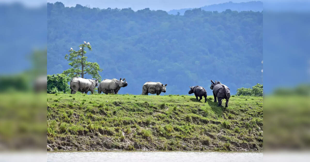 Assam CM: 32 km elevated road corridor in Kaziranga National Park, ETInfra