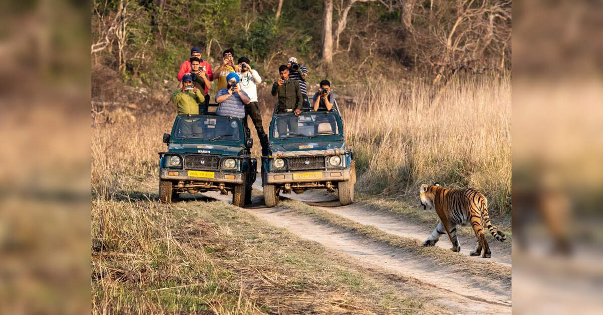 Tiger Safari Banned: How will Supreme Court ban on safaris in Jim ...