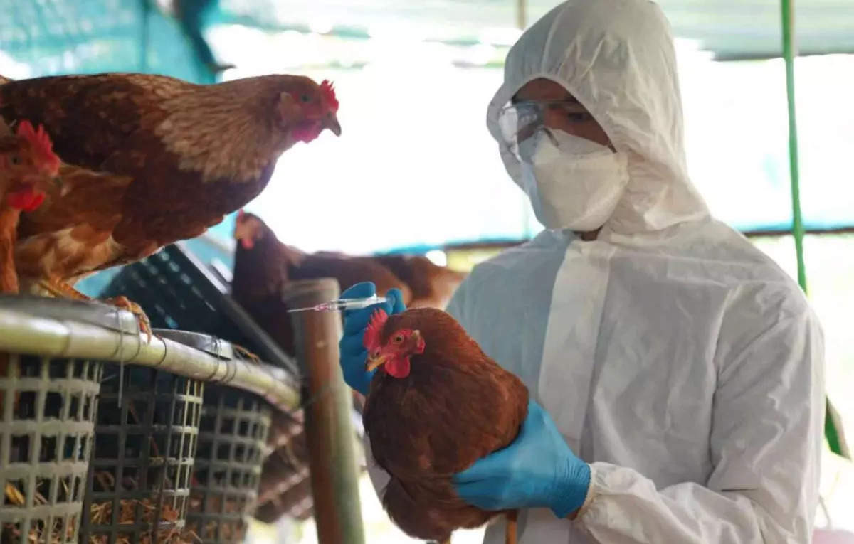WHO says bird flu risk currently low, asks countries to remain vigilant - ETHealthWorld