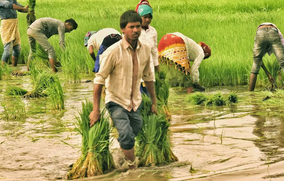 मानसून के दौरान तटीय क्षेत्र और चावल बेल्ट की आबादी में मस्तिष्क संक्रमण का उच्च जोखिम: विशेषज्ञ – ईटी हेल्थवर्ल्ड