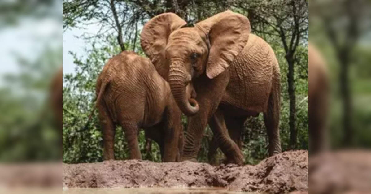 Elephant Rights: Colorado court may decide if elephants should have ...