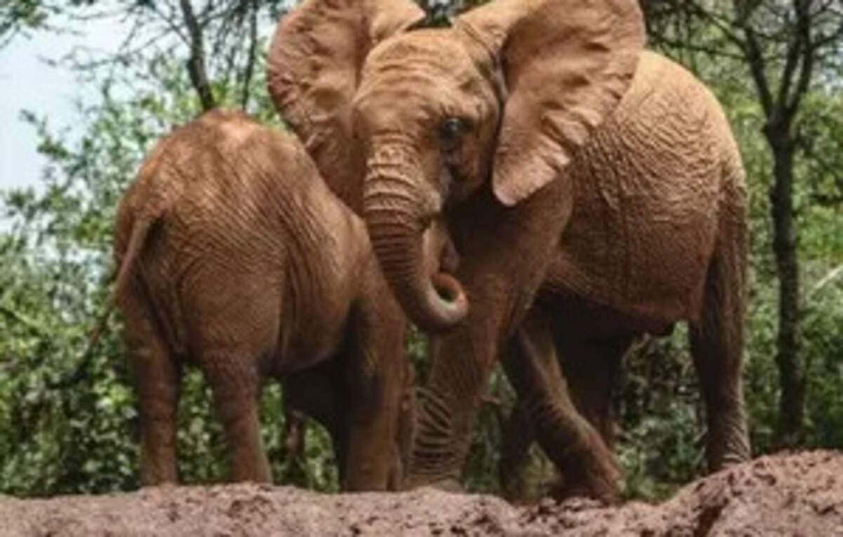 Elephant Rights: Colorado court may decide if elephants should have ...
