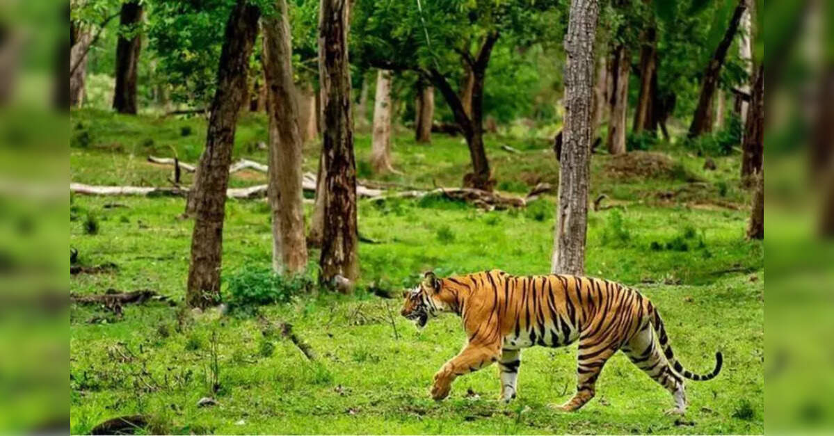 Supreme Court Panel Calls for Permanent Ban on Buses in Corbett Tiger ...