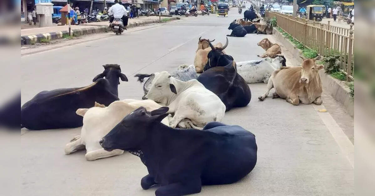 Cattle trade boycott over gaurakshaks’ harassment hits farmers, meat exporters across Maharashtra