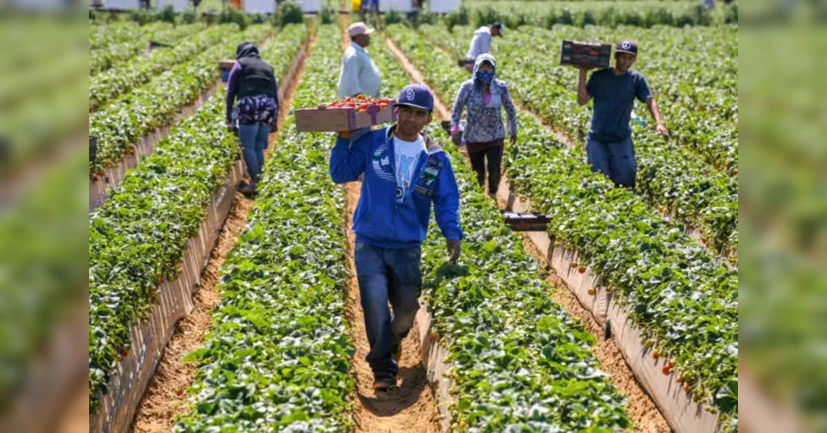 South Africa’s farm jobs dip 3% in Q2, but year-on-year employment still up