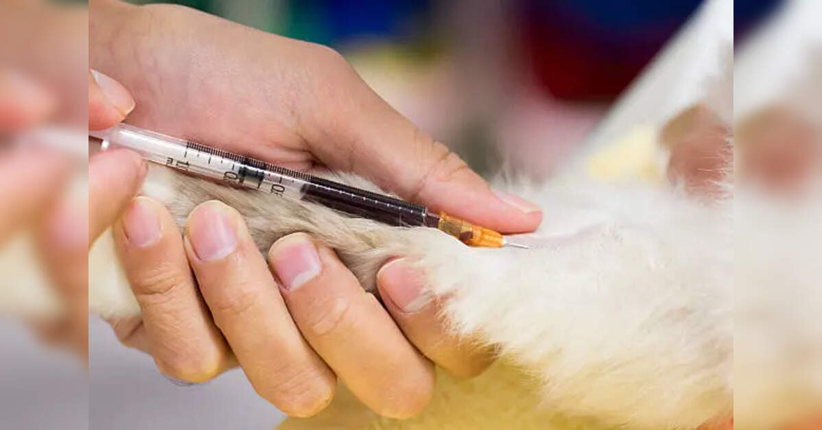 India releases first-ever national guidelines for animal blood transfusion, blood banks