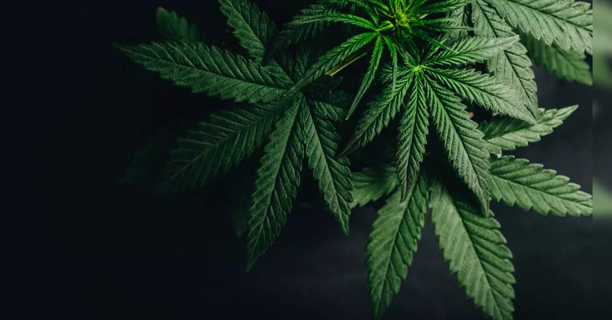 Medicinal cannabis concerns include psychosis, child poisonings. We're not only ones worried