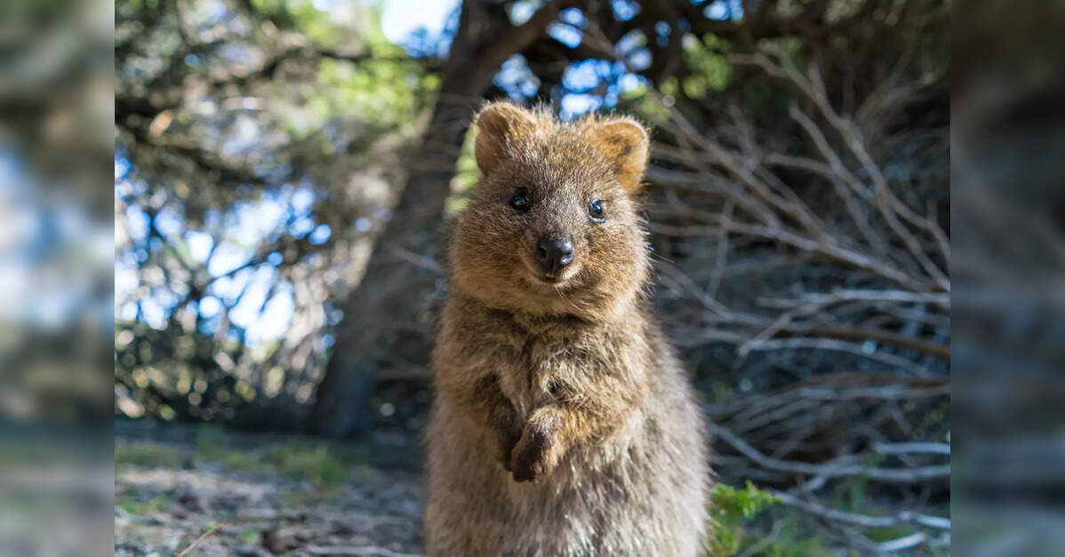 Swiggy partners with Tourism Western Australia to launch Quokka-themed campaign in India