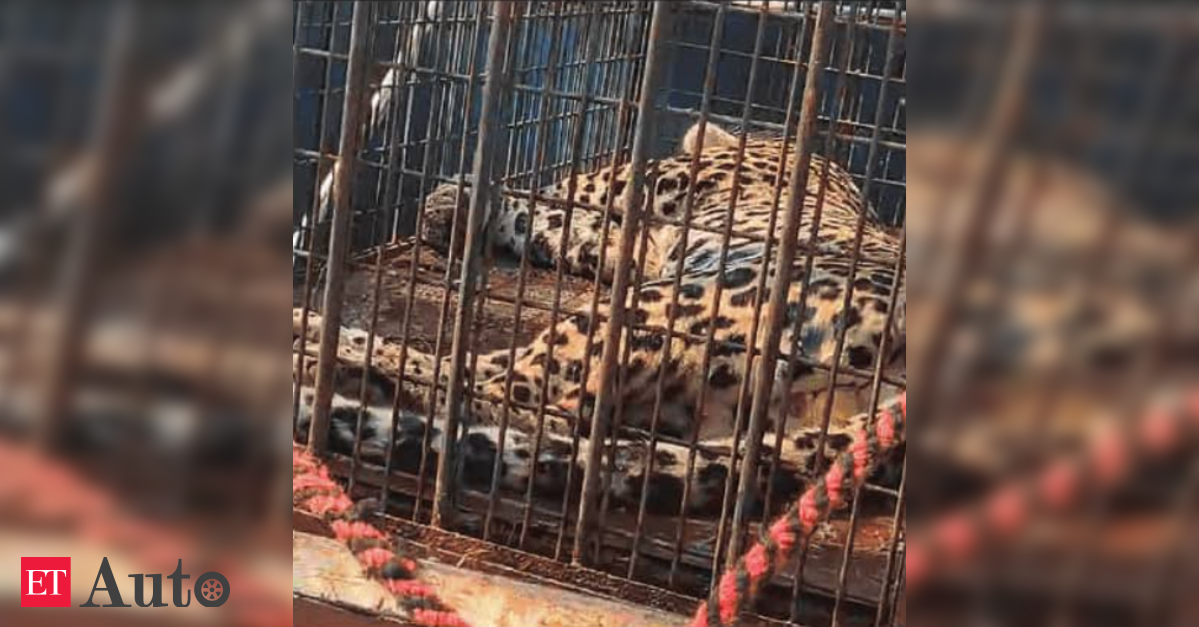 Leopard enters Maruti’s Manesar plant, rescued after 6 hours of search operation