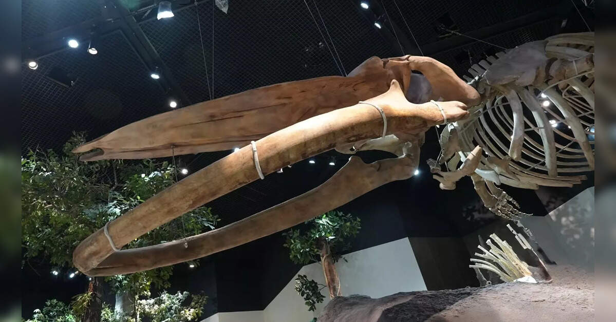 Natural History Museum Abu Dhabi opens to the public on November 22