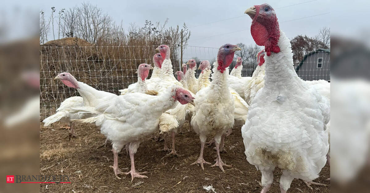 Thanksgiving Turkey Prices: How Farm-to-Table Dynamics Impact Your ...