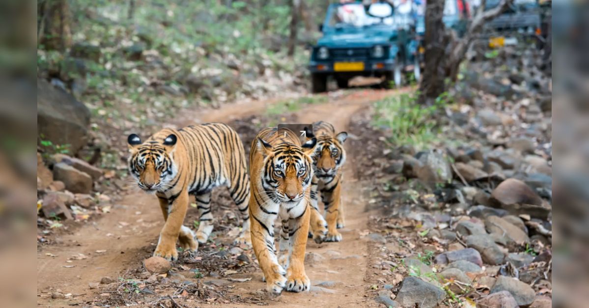 Nahargarh Biological Park becomes major tourist attraction in Rajasthan