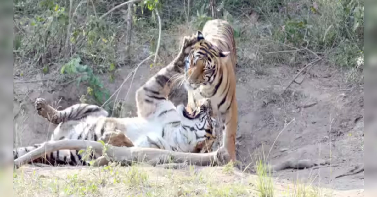 Safaris resume in Karnataka: Experts say conflict reflects conservation pressures, not ecotourism