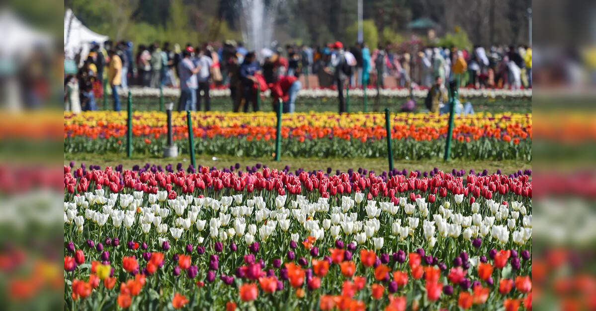 Omar Abdullah throws open Asia's largest tulip garden in Srinagar for visitors