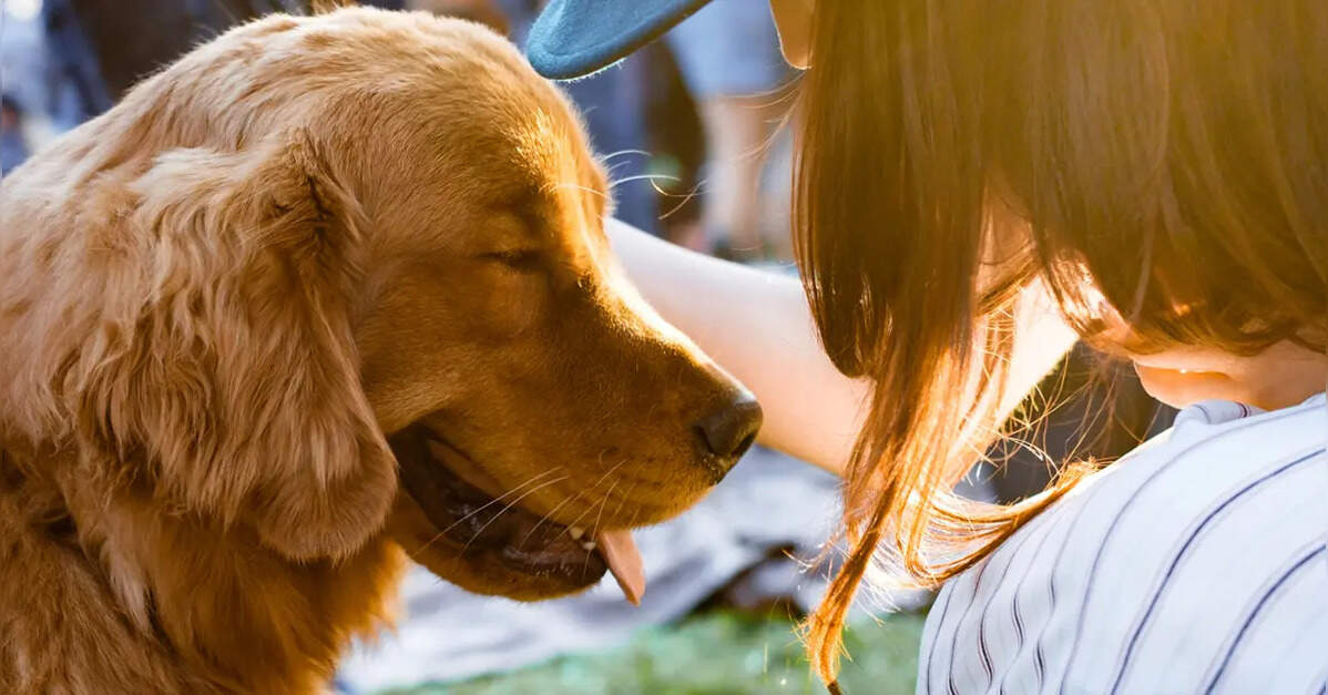 Delhi government to set up animal welfare bodies in all 13 districts