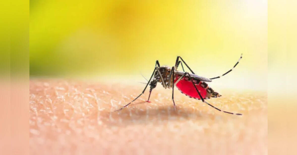Experts seek urgent action on dengue treatment gaps before monsoon
