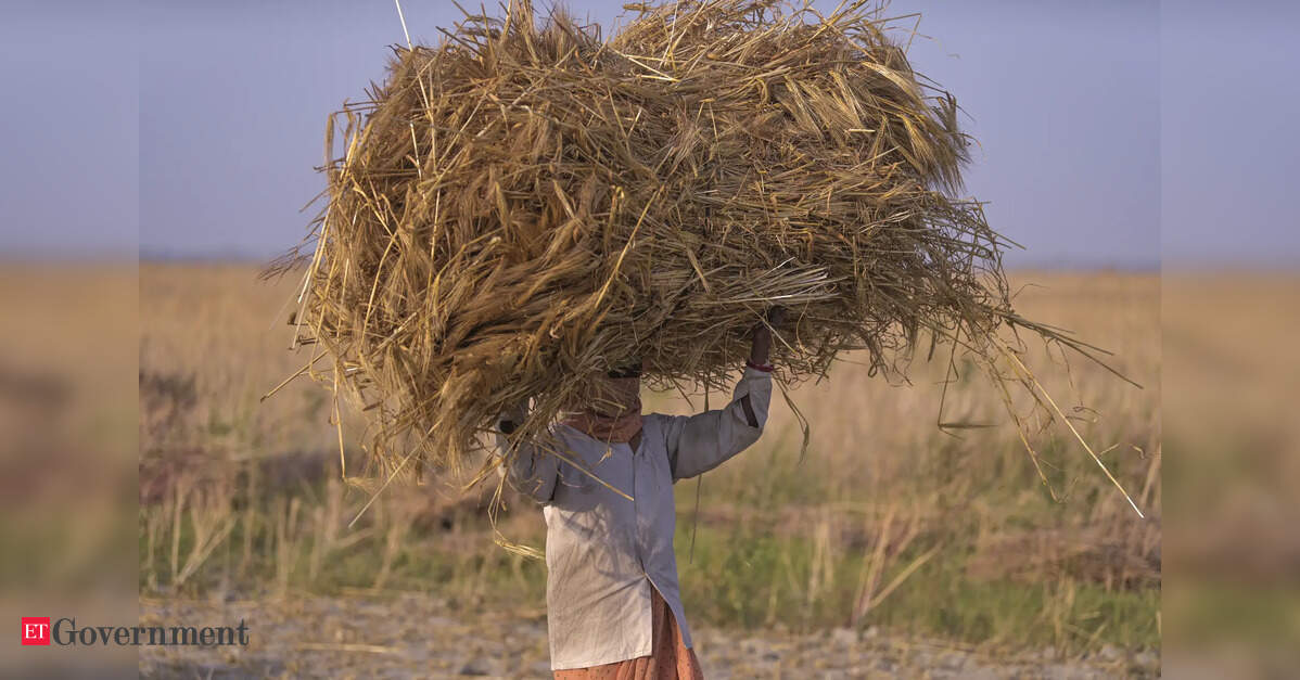 India's wheat output likely at 110-120 mn ton in 2025-26 amid weather damage, says Food Secy