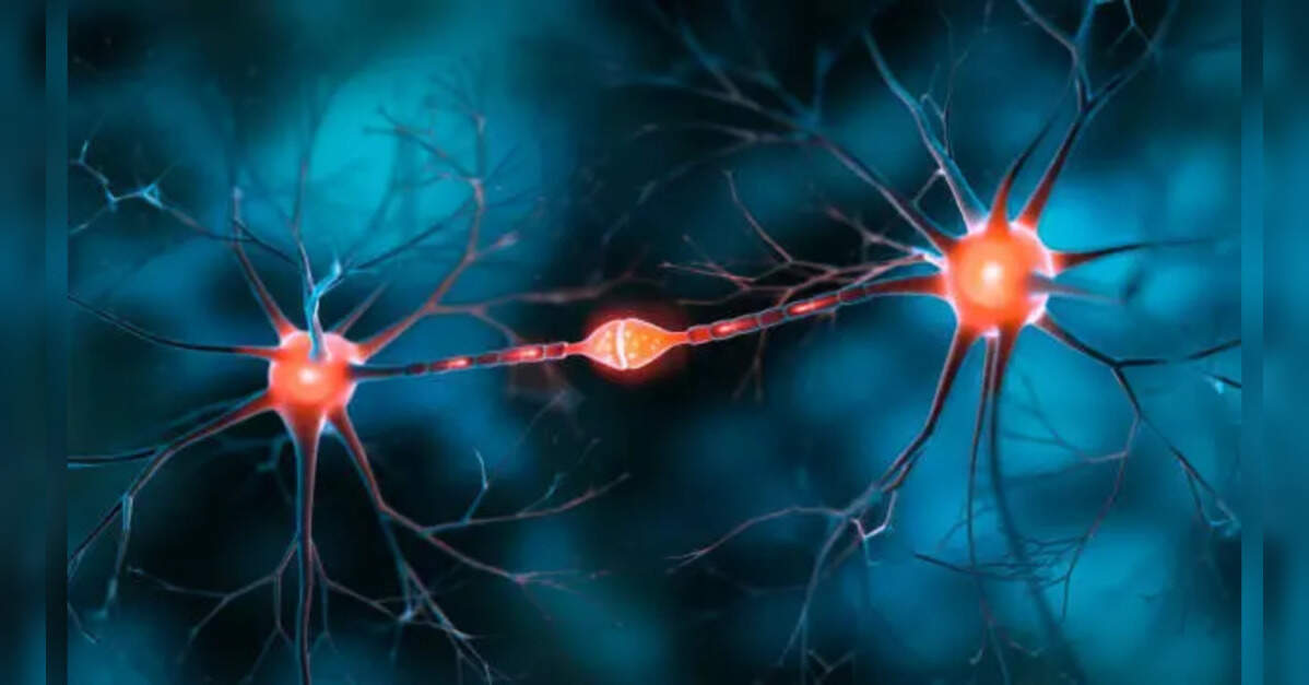 Neurons in brain's memory region mature from dense, random links to structured, refined ones: Study