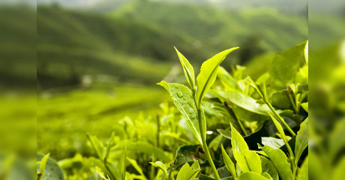 Tata Consumer Products approves ₹160 crore investment for instant tea plant