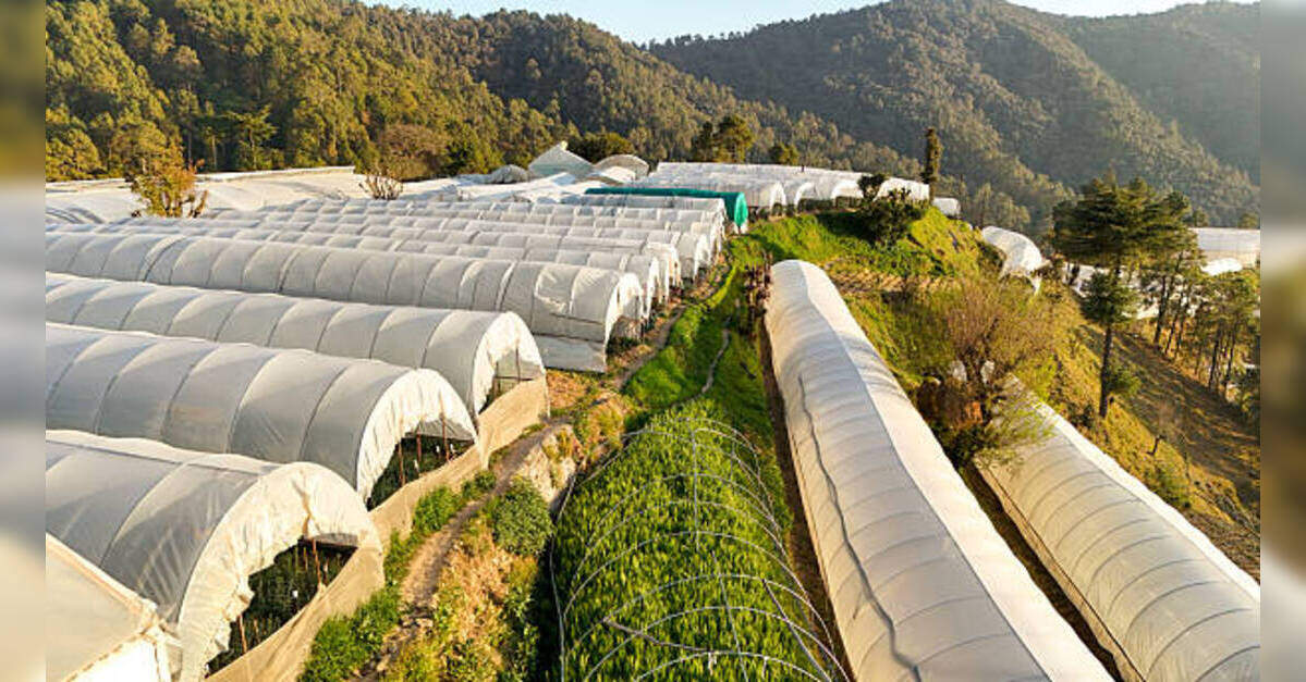 India's green cover shrank 5.6 points in 25 years