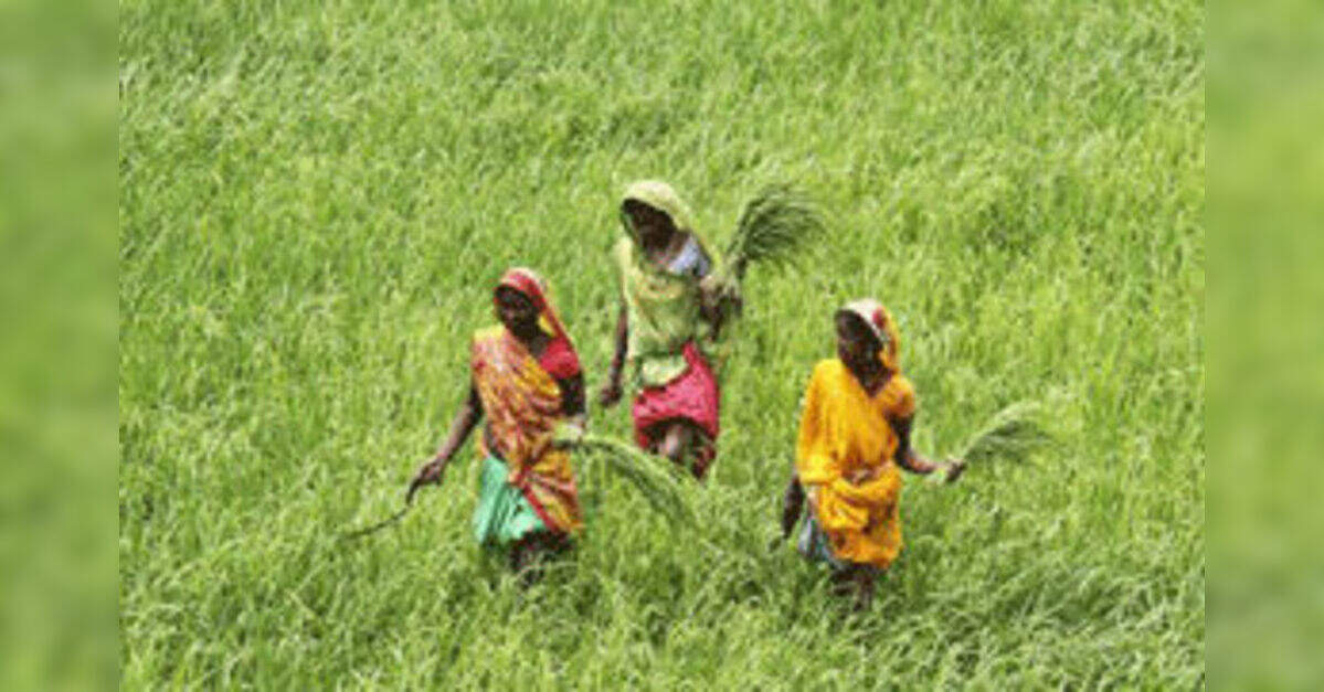 Cancer-fighter rice, grown in Bengal, ETHealthworld