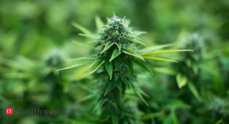 Download Medical Marijuana New Zealand Law To Make Medical Marijuana Widely Available Health News Et Healthworld