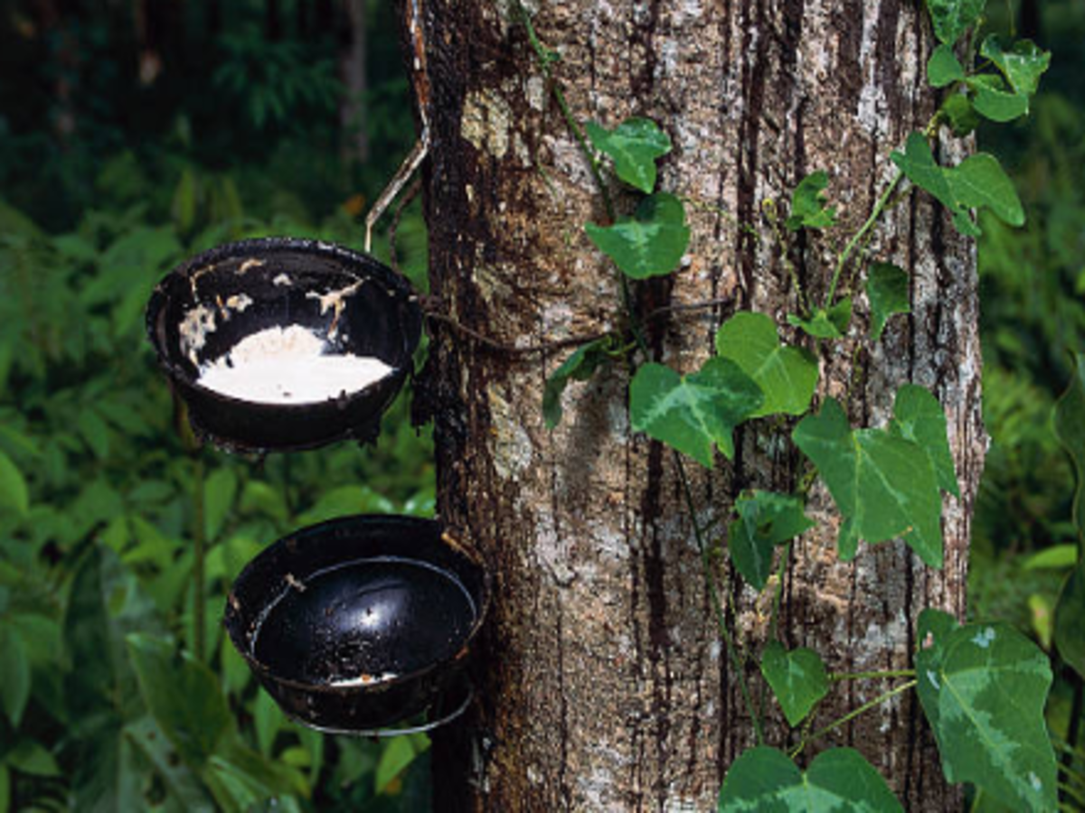 India natural rubber production sees signs of revival, Auto News, ET Auto