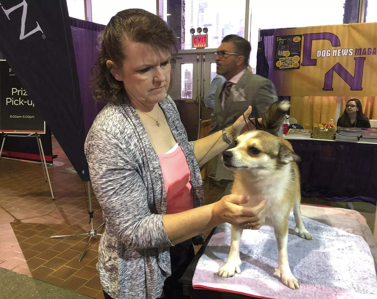 Vaccination For Pet Animals In India Needs More Attention Health News Et Healthworld