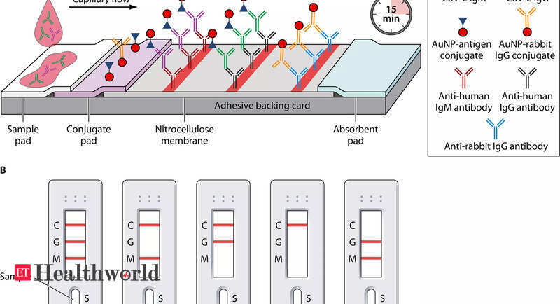 ID Genomics (IDG) invents dipstick-based rapid test for all genetic variants of SARS-CoV-2, Health News, ET HealthWorld