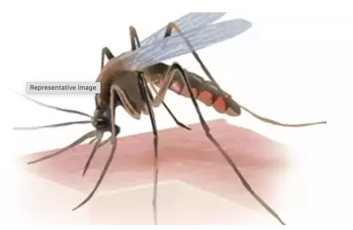Mosquito - Latest mosquito , Information & Updates - Health -ET HealthWorld
